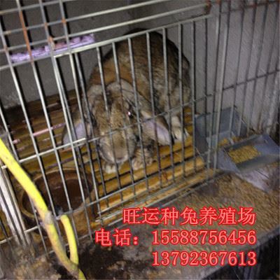尚旺公司兔业直销 公羊兔、比利时肉食兔、獭兔、长毛兔价格与图片详解