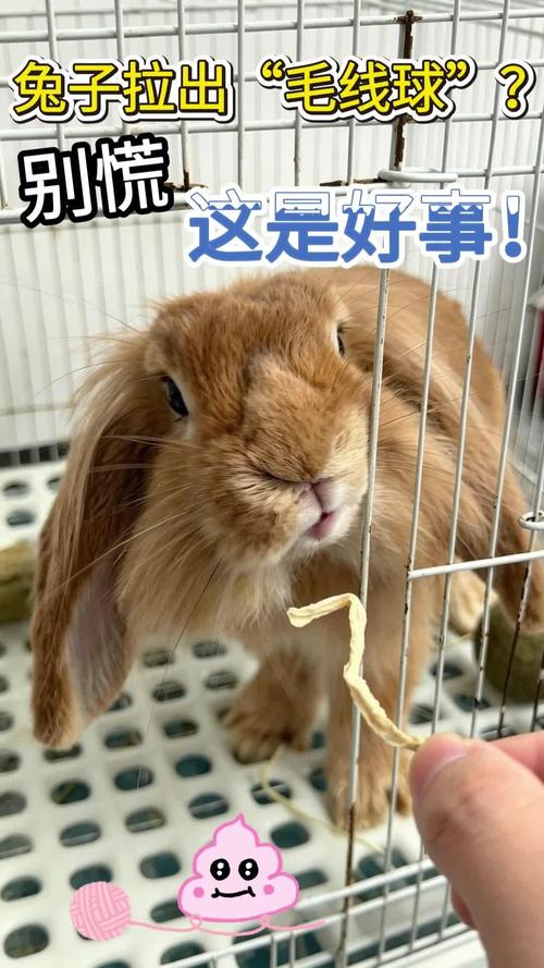 兔子拉出「毛线球」别慌，这是好事！（毛球便揭秘）