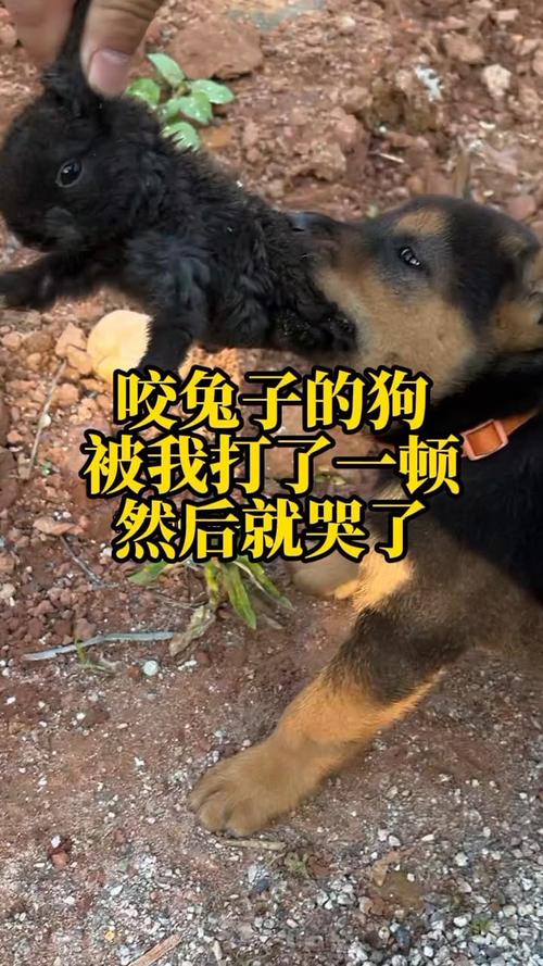 咬兔子的狗被我打了一顿，躲着偷偷地哭